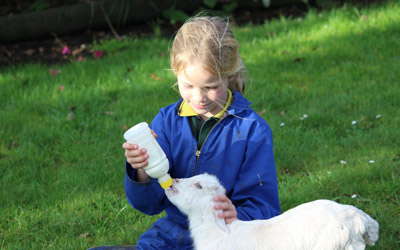 Bottle feeding a young lamb